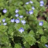 他の草が伸びる前に
