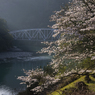古座川の桜#1