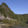 古座川の桜#2