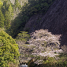 古座川一枚岩の桜#1