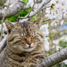 桜の香り