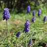 ちょっとした草地に