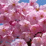 春の花2(桜1)