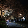 4月の桜