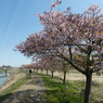 すみよし河津桜(7)