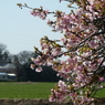 河津桜と麦畑