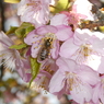 ミツバチも河津桜を堪能(^^)