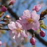 すみよし河津桜(13)