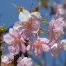 すみよし河津桜(14)