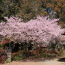 大宮住吉神社の河津桜