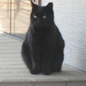 大宮住吉神社の黒猫