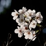 春の光
