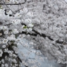 spring for tokyoites 2024