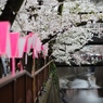 spring for tokyoites 2024