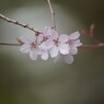 仄かな薄紅