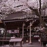やっぱり桜は良い＠廣瀬神社