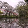 やっぱり桜は良い＠廣瀬神社