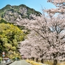 ジョー山下の桜　2024 ～其の一～