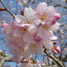 北浅羽の安行寒桜(3)