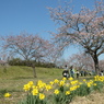 早春の花道