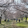 北浅羽の安行寒桜(終点)