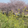 菜の花と安行寒桜