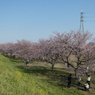 土手から桜並木