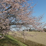 安行寒桜と田んぼ