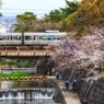 夙川の春（３）