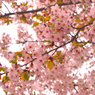 日に当たる桜