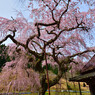 西光寺のしだれ桜②