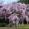 西光寺のしだれ桜④