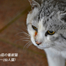 丹沢・塔ノ岳登頂セレクト写真集 2008～2018 (31)