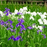 菖蒲 at 泉の森4
