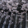 頓宮の桜