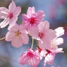 陽光桜(4)