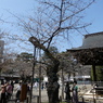桜標準木(1)