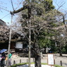 桜標準木(2)