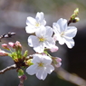 桜標準木の花