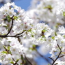 靖国神社の桜(品種不明)その１