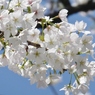 靖国神社の桜(品種不明)その2