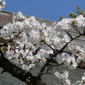 靖国神社の桜(3)