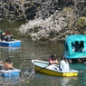 千鳥ヶ淵にて