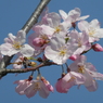 千鳥ヶ淵付近で咲いていた桜(品種不明)