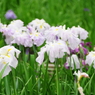 菖蒲 at 泉の森3