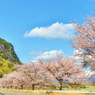 ジョー山下の桜 2024 ～其の二～