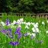 菖蒲 at 泉の森5_R