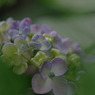 だるま紫陽花・・