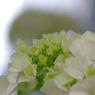 紫陽花　ウエディングブーケ