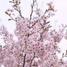 桜の花3